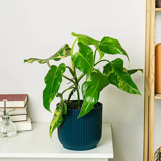 Philodendron Domesticum Variegata