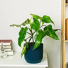 Philodendron Domesticum Varieg... related pic