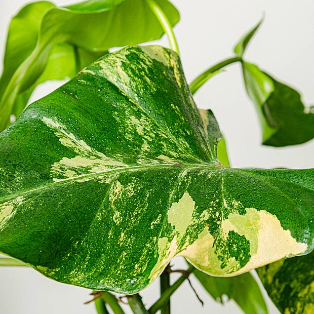 Philodendron Domesticum Variegata