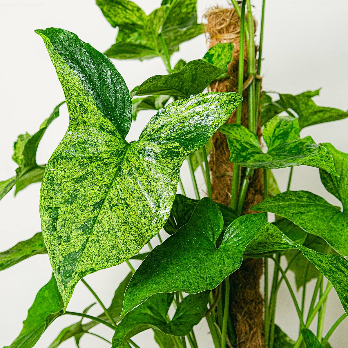 Syngonium Mottled