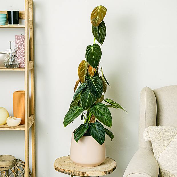 Philodendron Oro Negro