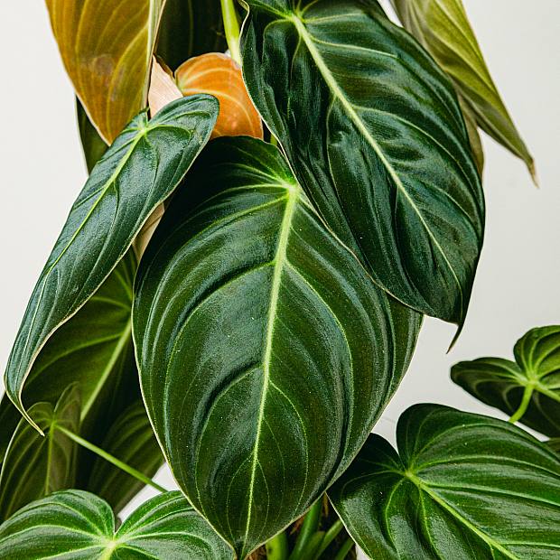 Philodendron Oro Negro