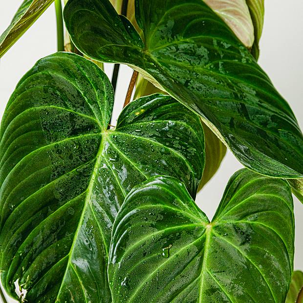 Philodendron prächtig