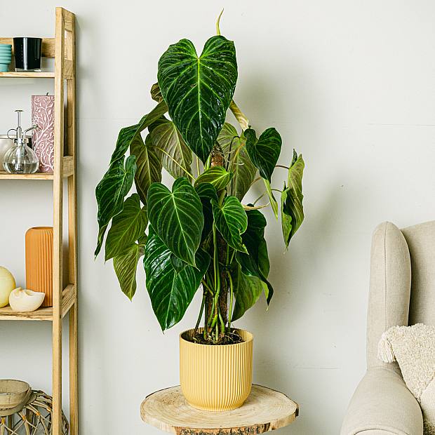 Philodendron prächtig