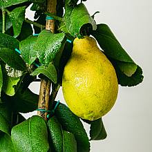 Citrus Lemon