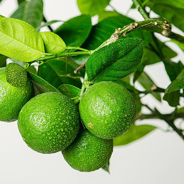 Lima (Citrus aurantifolia)