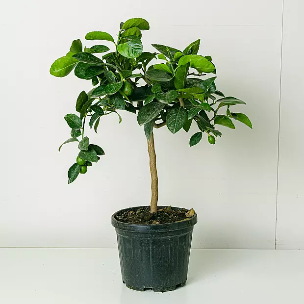 Lima (Citrus aurantifolia)