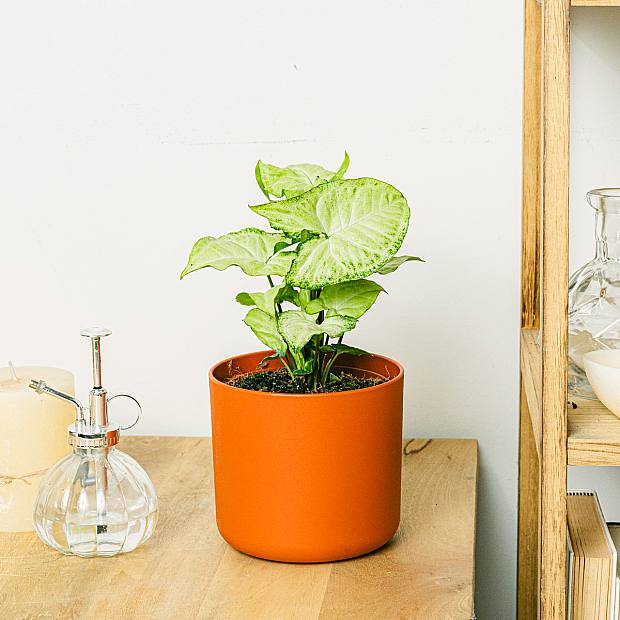 Syngonium White Butterfly