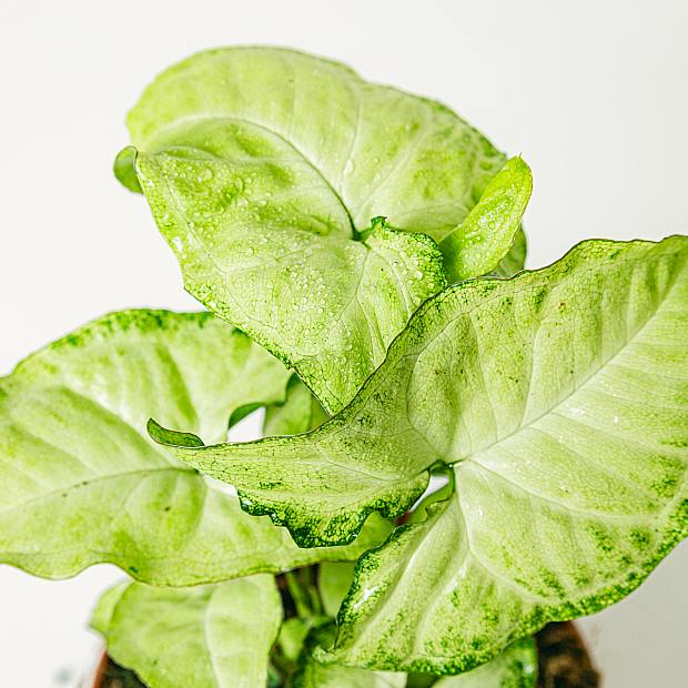 Syngonium Papillon blanc