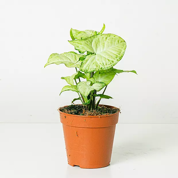 Syngonium White Butterfly