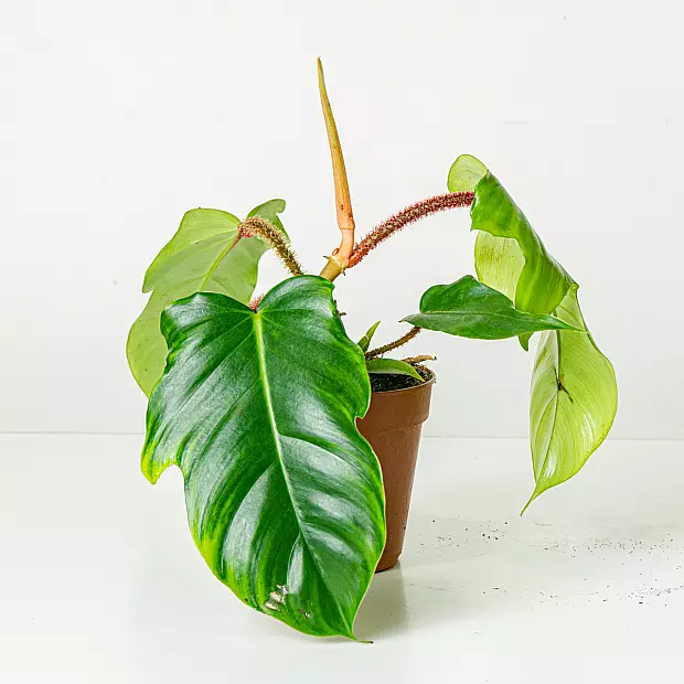 Philodendron Squamiferum