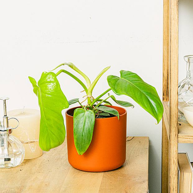 Philodendron Golden Violin