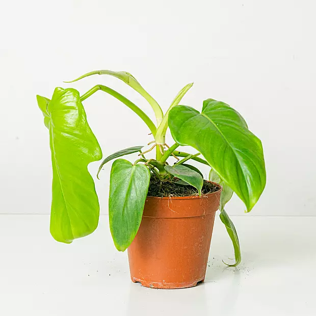 Philodendron Golden Violin