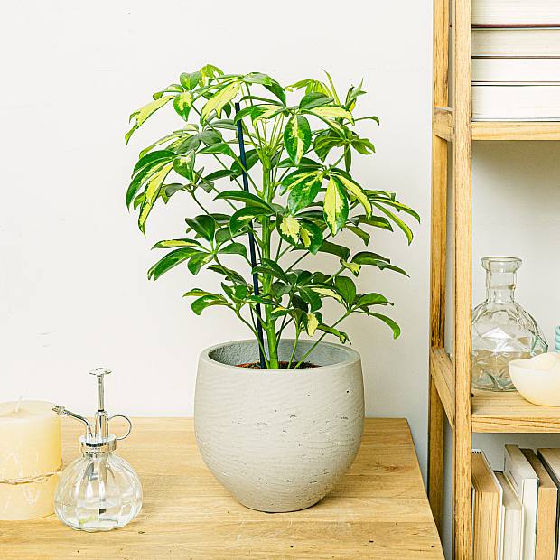 Schefflera Gerda