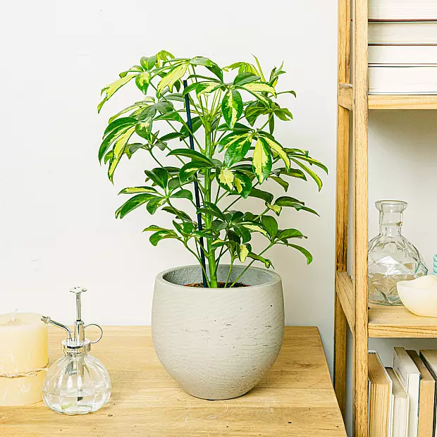 Schefflera Gerda