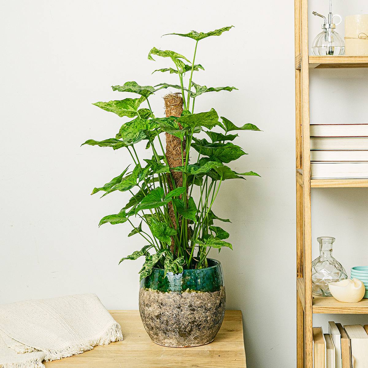 Syngonium Mottled