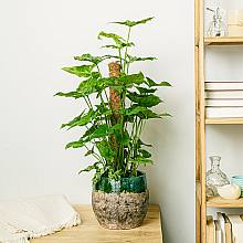 Syngonium Mottled