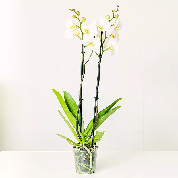 Orchidée blanche - 60/70cm