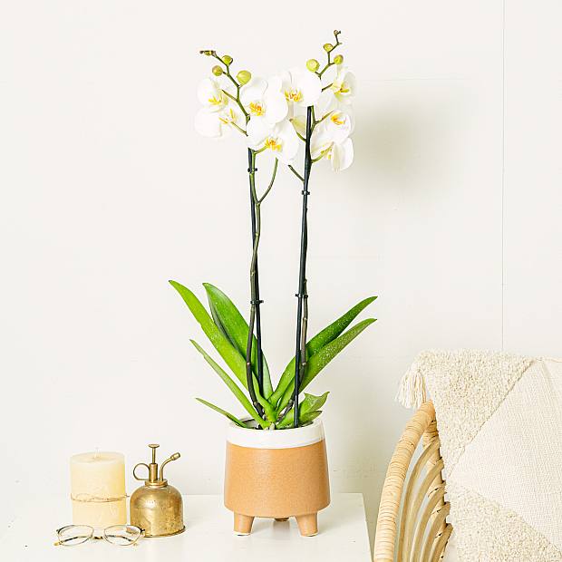 White Orchid - 60/70cm