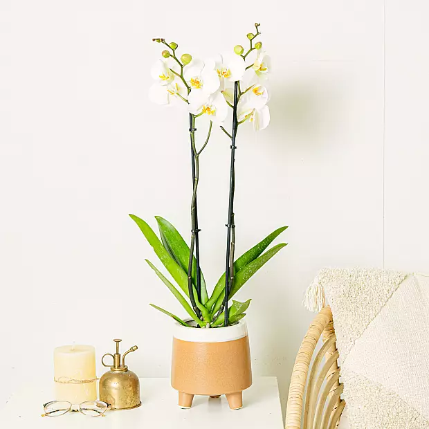 Bílá orchidej - 60/70 cm