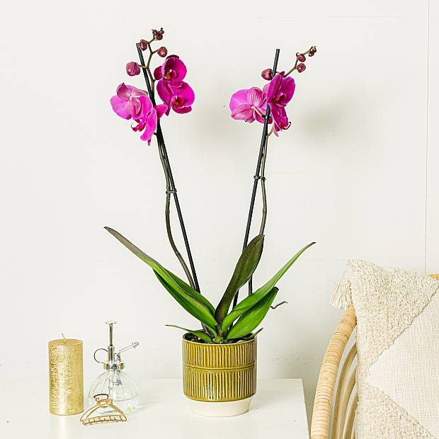 Violett Orchidee - 60/70 zentimeter