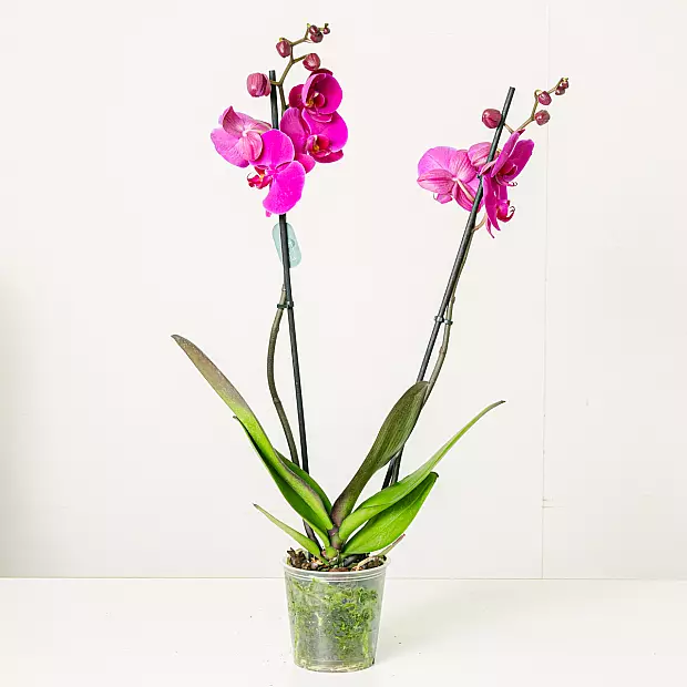 Purple Orchid - 60/70cm