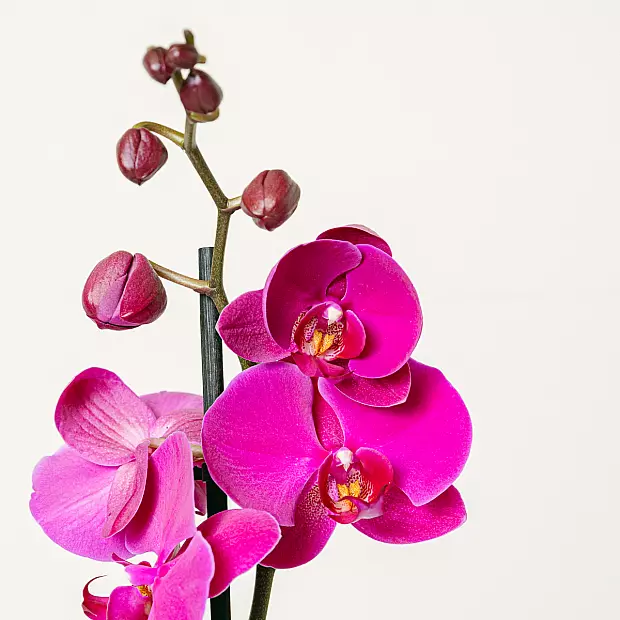 Orquídea Morada- 60/70cm