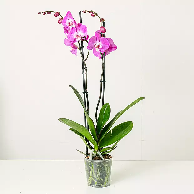 Dunkelpink Orchidee