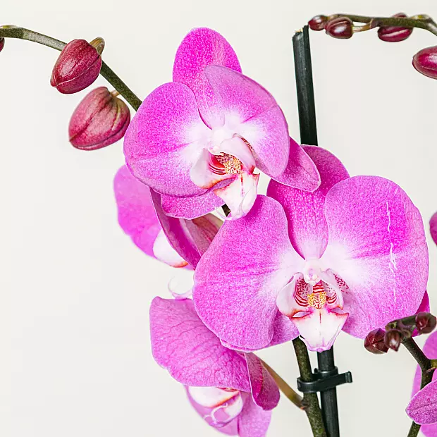 Dark Pink Orchid