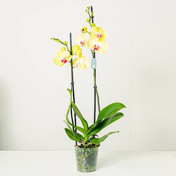 Gelb Orchidee