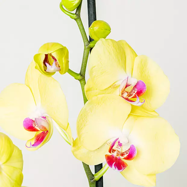 Orchidea giallo