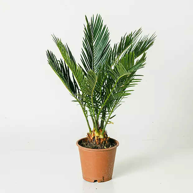 Cycas Revoluta - 40cm