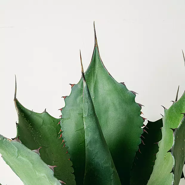 Agave Ferox