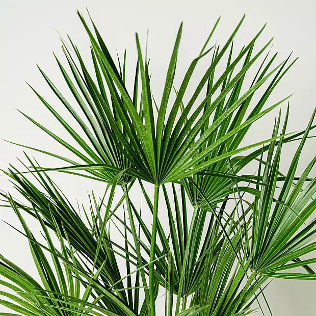 Chamaerops humilis