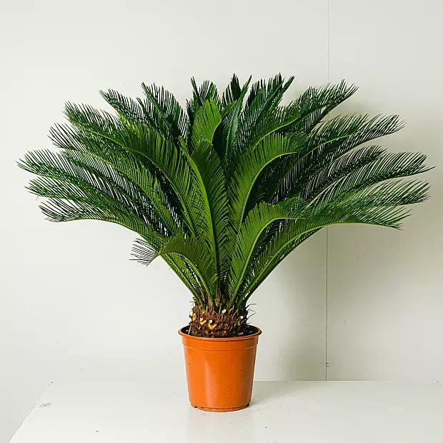 Cycas Revoluta - 100cm