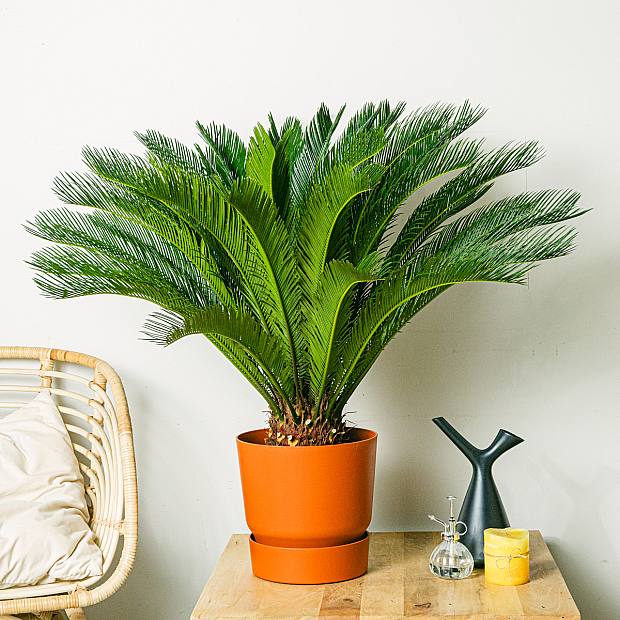 Cycas Revoluta - 40 см