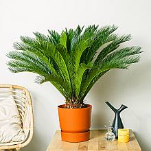 Cycas Revoluta - 100 cm related pic