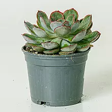 Echeveria pulidonis related pic