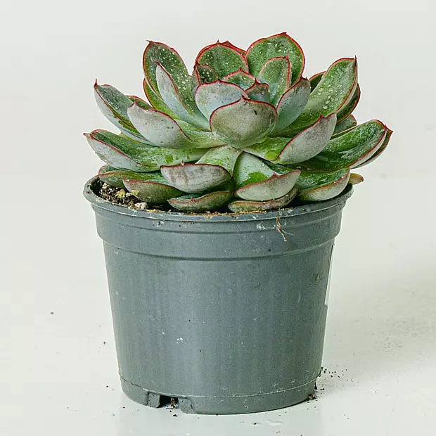 Echeveria pulidonis