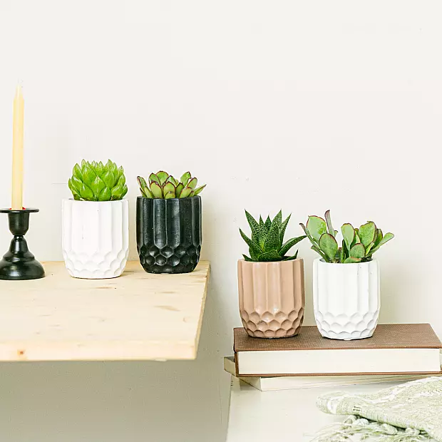 Honeycomb Set 4 planter