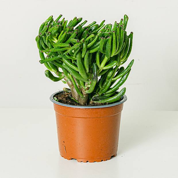 Crassula Hobbit