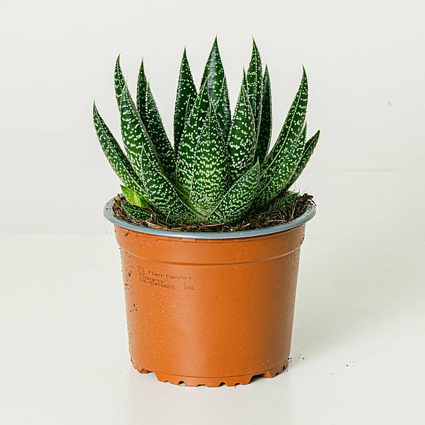 Flusso di gasteria