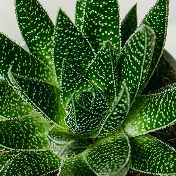 Flusso di gasteria