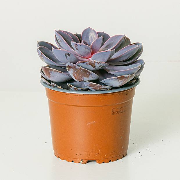 Echeveria Lila Perle