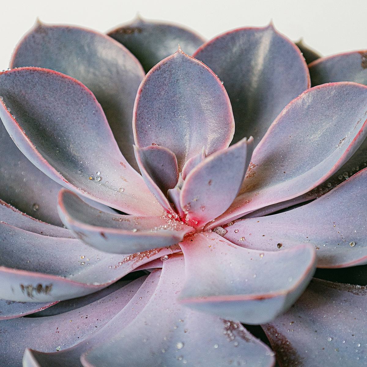 Echeveria Purple Pearl