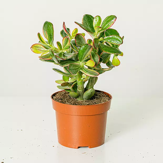 main plant pot