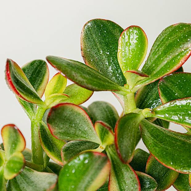 Crassula Skål