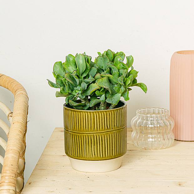 Crassula Arborescens Curly Green