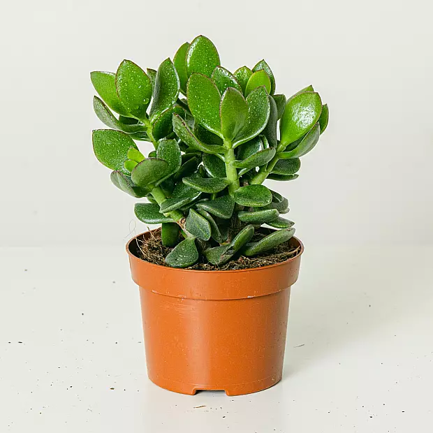 Árvore mágica de Crassula