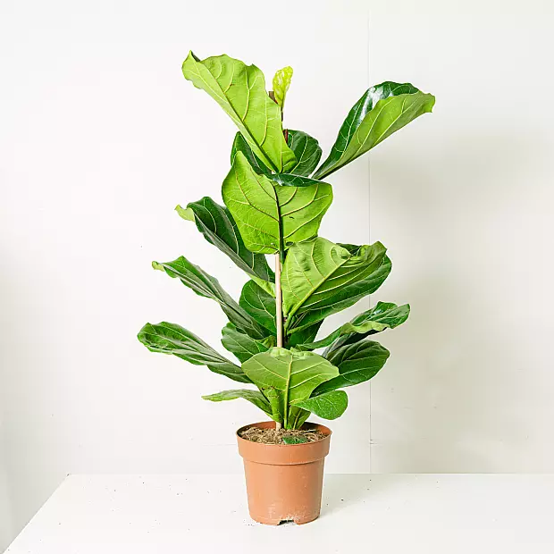 Ficus lira - Frondoso